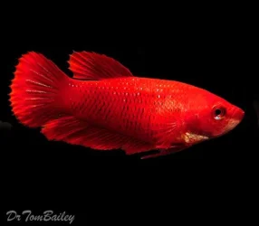red_betta_female_111107a4_w0480.webp