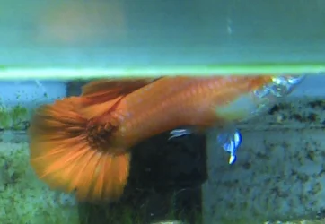 guppy.webp