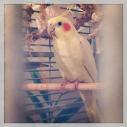 photo (11).webp