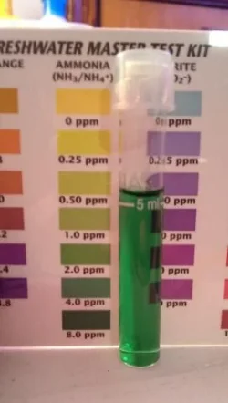 DAY.1.AMMONIA.TEST.webp
