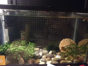 5gal breeder tank.webp