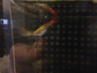 Boxed off Guppy.webp