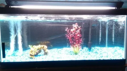 Day.2.full.view.of.tank.webp