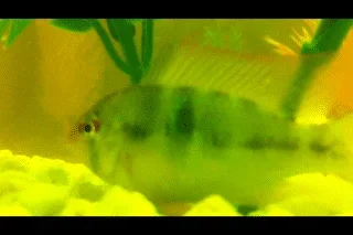 GBR.webp