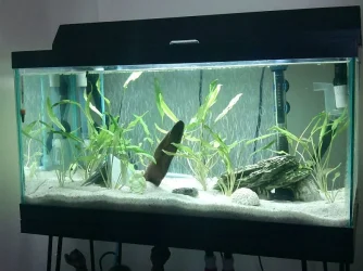 aquarium1.webp