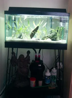 aquarium2.webp