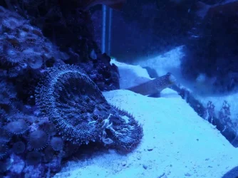 anemonecrab.webp
