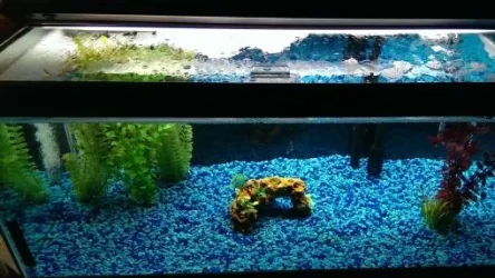 Tank.with.new.plants.1.29.webp
