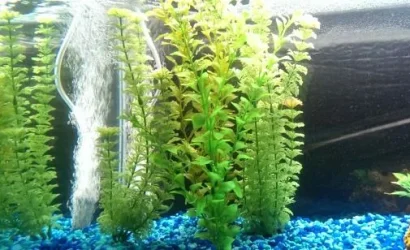 New.Plants.1.29.webp