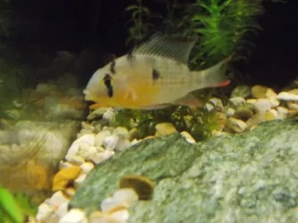 male ram 1 1-30-2014.webp