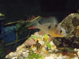 male ram 2 1-30-2014.webp