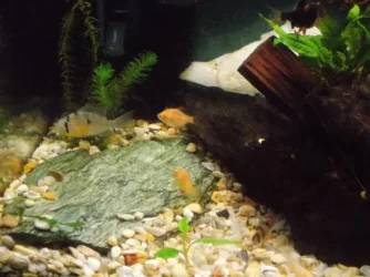 left side breeding area.webp
