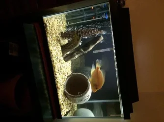 20GAL.webp