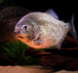 piranha.jpg