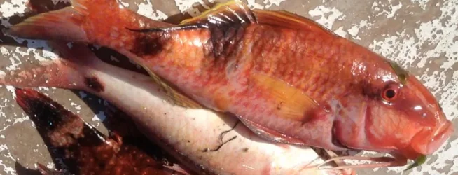 bali-pink-fish.webp