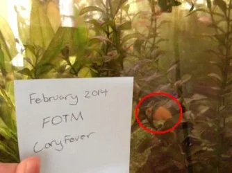 FOTM Verif_Steven.webp