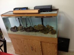 fish tank.jpg