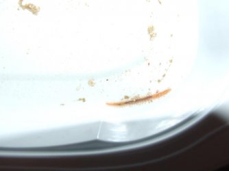 Moby the Goby 2230.jpg Moby the Goby 2230.jpg