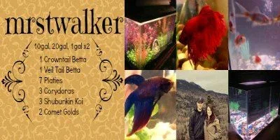 PicMonkey Collage.webp