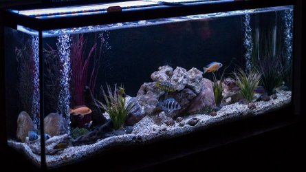 cichlid tank.jpg