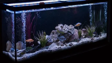 cichlid tank.webp