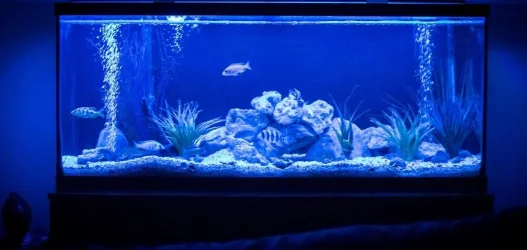 cichlid tank1.webp cichlid tank1.webp