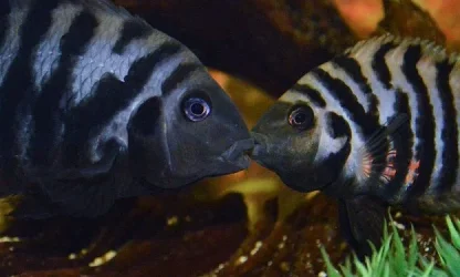 cichlid tank21.webp