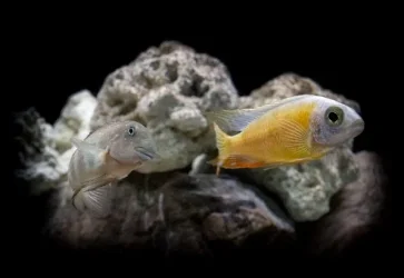 cichlid tank21w - Copy.webp
