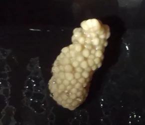 Snaily.webp