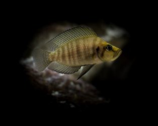 cichlid tank21wx1.jpg