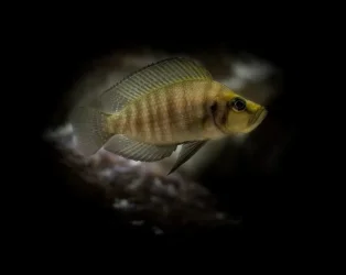 cichlid tank21wx1.webp