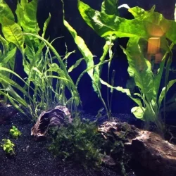 tank-today.webp