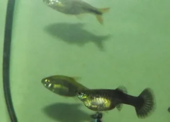 DSCF2295.webp