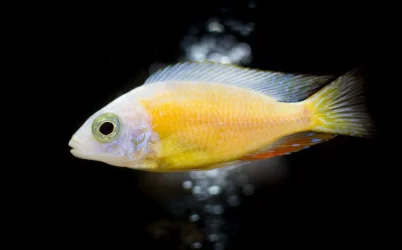 cichlid tank21wx1211.webp