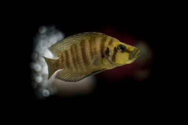 cichlid tank21wx12111.webp