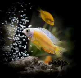 cichlid tank21wx121111.webp