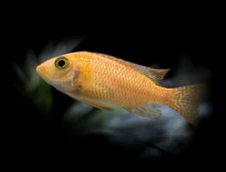 cichlid tank21wx1211112.webp