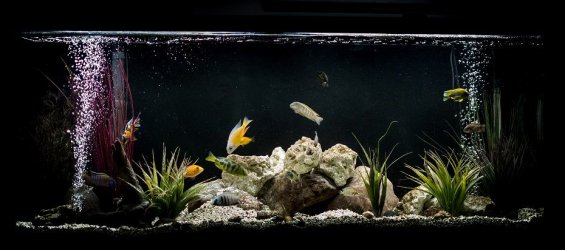 cichlid tank21wx12111123.jpg