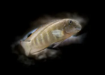 cichlid tank21wx121111231.webp