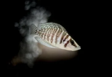 cichlid tank21wx1211112311.webp