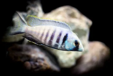 deepwater1_edited-1.webp