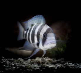 frontosa1111111 - Copy.webp