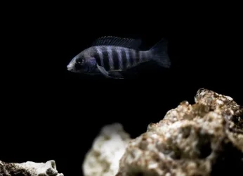 cichlid tank21wx12111123111.webp