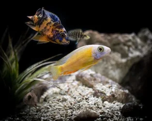 cichlid tank21wx121111231111.webp