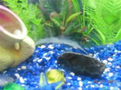 journal 50 gallon tank 010 (Small).JPG