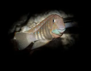 flash11.webp