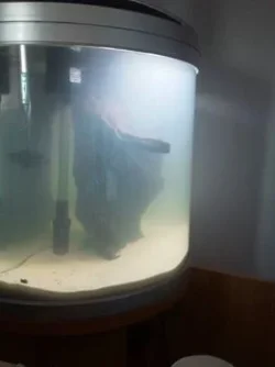 tank now.webp