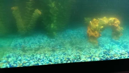 rsz_algae.webp