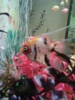 1781927_10202062434616448_540944862_n.webp