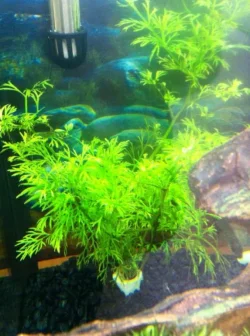 plant3.webp